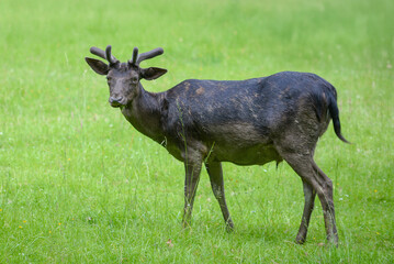 Deer walking on lawn and eating green grass in nature reserve