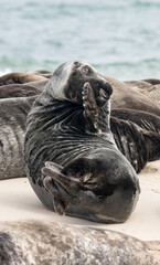 Fototapeta premium Single Gray Cape Cod Seal Scratching Face While Laying Among Other Seals on a Sandbar. Ideal for nature, wildlife, and coastal conservation themes.