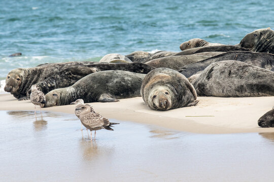 A captivating image of Cape Cod seals and seagulls relaxing on a sandy sandbar during the fall season. 
