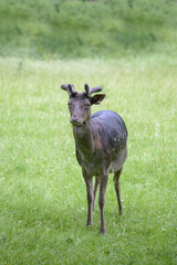 Deer walking on lawn and eating green grass in nature reserve