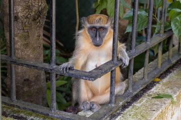 Wild lebender Affe sitzt hinter Eisenzaun im Querformat