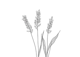Fototapeta premium A minimalistic single-line drawing wheat ears, isolated on a white background