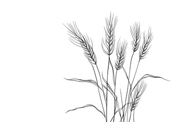 A minimalistic single-line drawing wheat ears, isolated on a white background