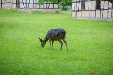 Deer walking on lawn and eating green grass in nature reserve
