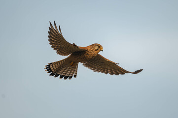 Turmfalke Nahaufnahme