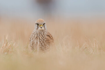 Turmfalke Nahaufnahme
