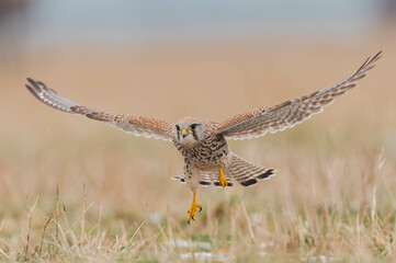 Turmfalke Nahaufnahme