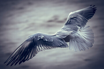 seagull in flight