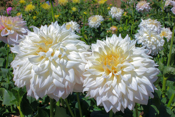 ダリアの花 山形県川西町 Dahlia flowers in Kawanishi Town, Yamagata Prefecture