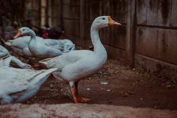 A group of orange beak white ducks at an animal park in Ahmedabad