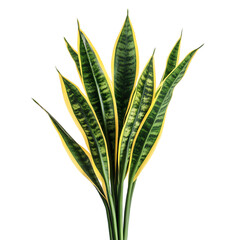 A Lush Snake Plant with Upright Sword Shaped Leaves Isolated on Transparent Background