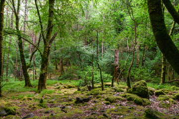 A forest with moss growing on the ground and trees