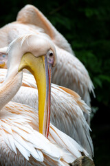 A pelican is intently preening its feathers, showcasing its striking yellow bill and soft plumage.