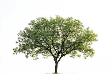 Obraz premium Beautiful tree on white background - A stunning solitary tree with lush green foliage symbolizes nature, growth, tranquility, life, and harmony in a minimalistic context