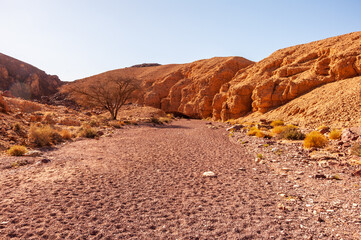 A desert landscape with a tree in the middle of the dirt