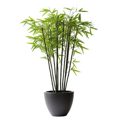 A Decorative Potted Bamboo Plant with Tall Slender Stems Isolated on Transparent Background