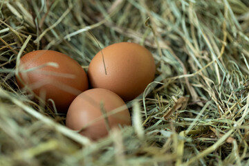 organic food: chicken eggs on straw