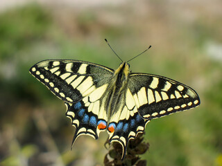 A swallowtail butterfly (Papilio machaon) photographed in Tremosine.