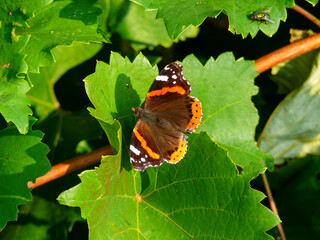 An admiral butterfly (Vanessa atalanta) photographed in Tremosine.