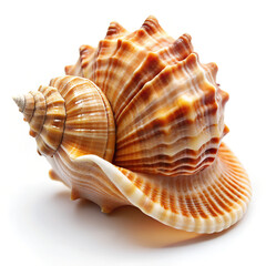 sea shell isolated on 