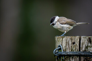 marsh tit