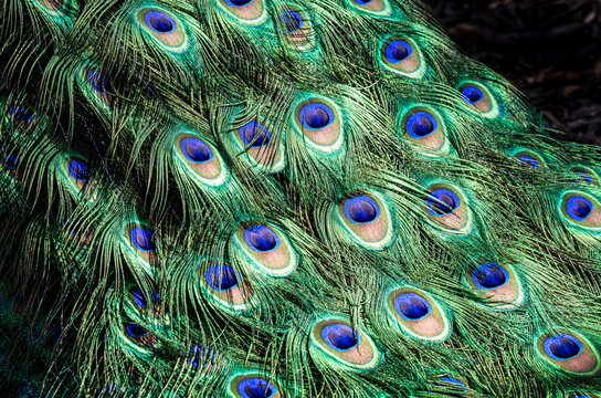 peacock feathers close up