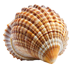 sea shell isolated on white background