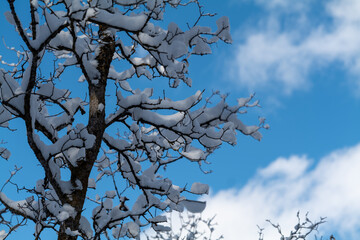 Tree branches covered with white frost against a blue sky in State Utah. Winter background. High quality photo