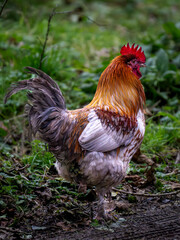 rooster in the farm