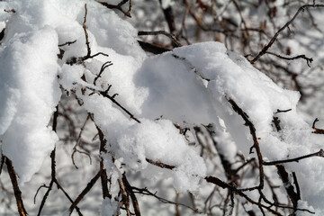 Tree branches covered with white frost against a blue sky in State Utah. Winter background. High quality photo