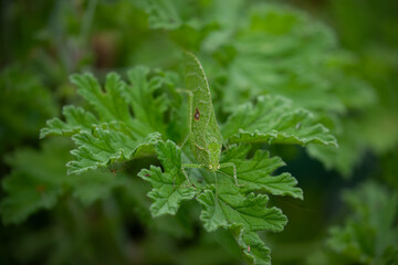 green insect camouflaged in green leaf, bush-cricket or Mediterranean katydid, Phaneroptera nana
