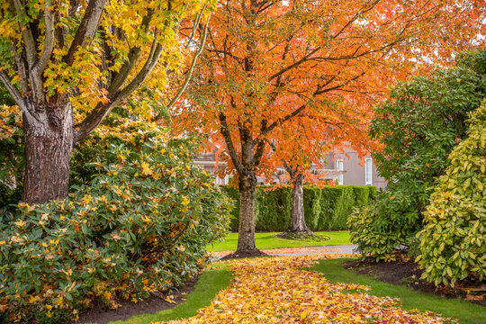 Fragment of  luxury house in fall with green trees and nice landscape in Vancouver, Canada, North America. Day time on November 2024.