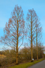 Three bare cypresses in autumn, blue sky background
