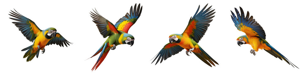 Fototapeta premium Set of bird parrot macaw png