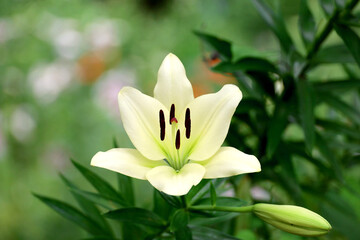 A single pale ivory Thunberg lily blooming in the field