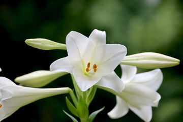 White Easter lily blooming in the field