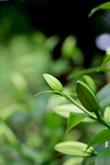 A beautiful Thunberg Lily bud with a vibrant green color and elegant shape