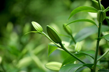 A beautiful Thunberg Lily bud with a vibrant green color and elegant shape