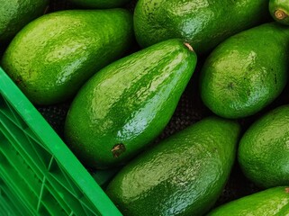 Green avocado