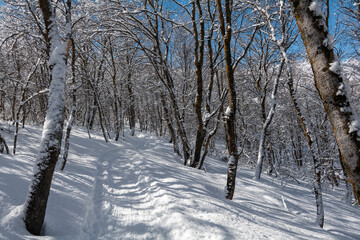 Winter forest trail surrounded by trees in snow, mountains, and blue sky in Utah State. High quality photo