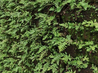 Fototapeta premium ivy on the wall