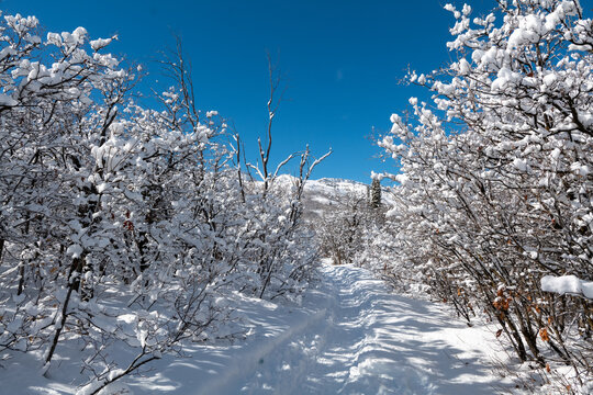 Winter forest trail surrounded by trees in snow, mountains, and blue sky in Utah State. High quality photo