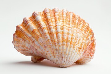 Obraz premium Orange Seashell on White Background - A vibrant orange seashell displayed beautifully to symbolize nature beauty ocean beach serenity and tranquility. Ideal for marine themes and decor