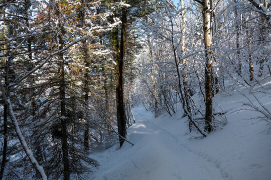 Winter forest trail surrounded by trees in snow, mountains, and blue sky in Utah State. High quality photo