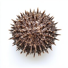 Real Urchin on White Background - This is a detailed close-up of a sea urchin showcasing its unique spiky texture and natural colors, perfect for marine-themed projects