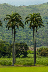 Tall palm trees line green field, misty mountains in background