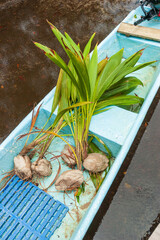 Boat Carrying Coconut Sprouts in Tropical Mangrove Canal