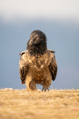 Bearded vulture (Gypaetus barbatus) photographed in Spain