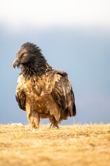 Bearded vulture (Gypaetus barbatus) photographed in Spain