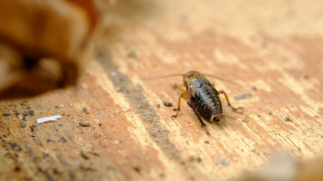close up of cricket on brown wood and dry leaf